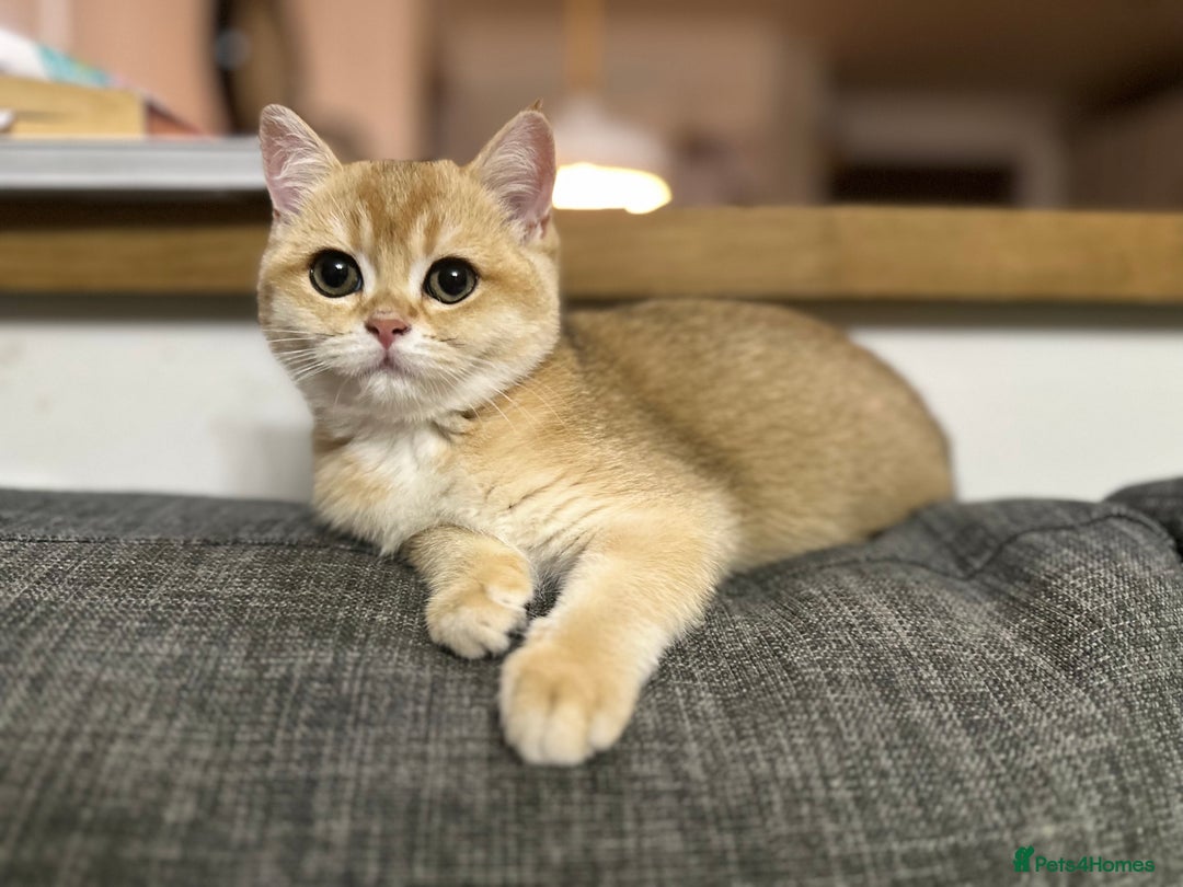 Scottish Fold cats for sale: 1male  1 female READY TO COLLECT - Image 24