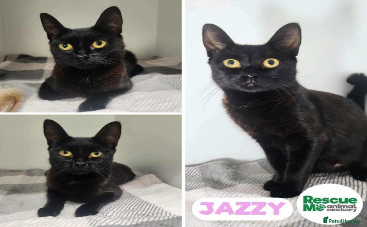 Mixed Breed cats - Advert 1