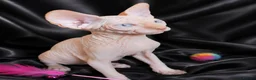 Sphynx cats for sale: Beautiful  Kittens 2 Boys & 1 Girl Available 💎 - Advert 33