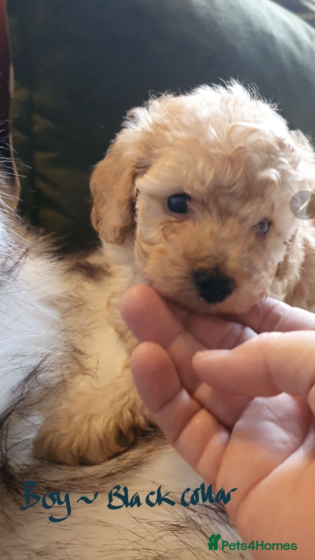 Toy Poodle dogs Tiny Toy Poodle puppies both parents health tested - Advert 2