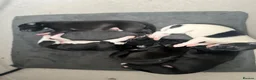 Whippet dogs for sale: KC registered whippet puppies  - Advert 3