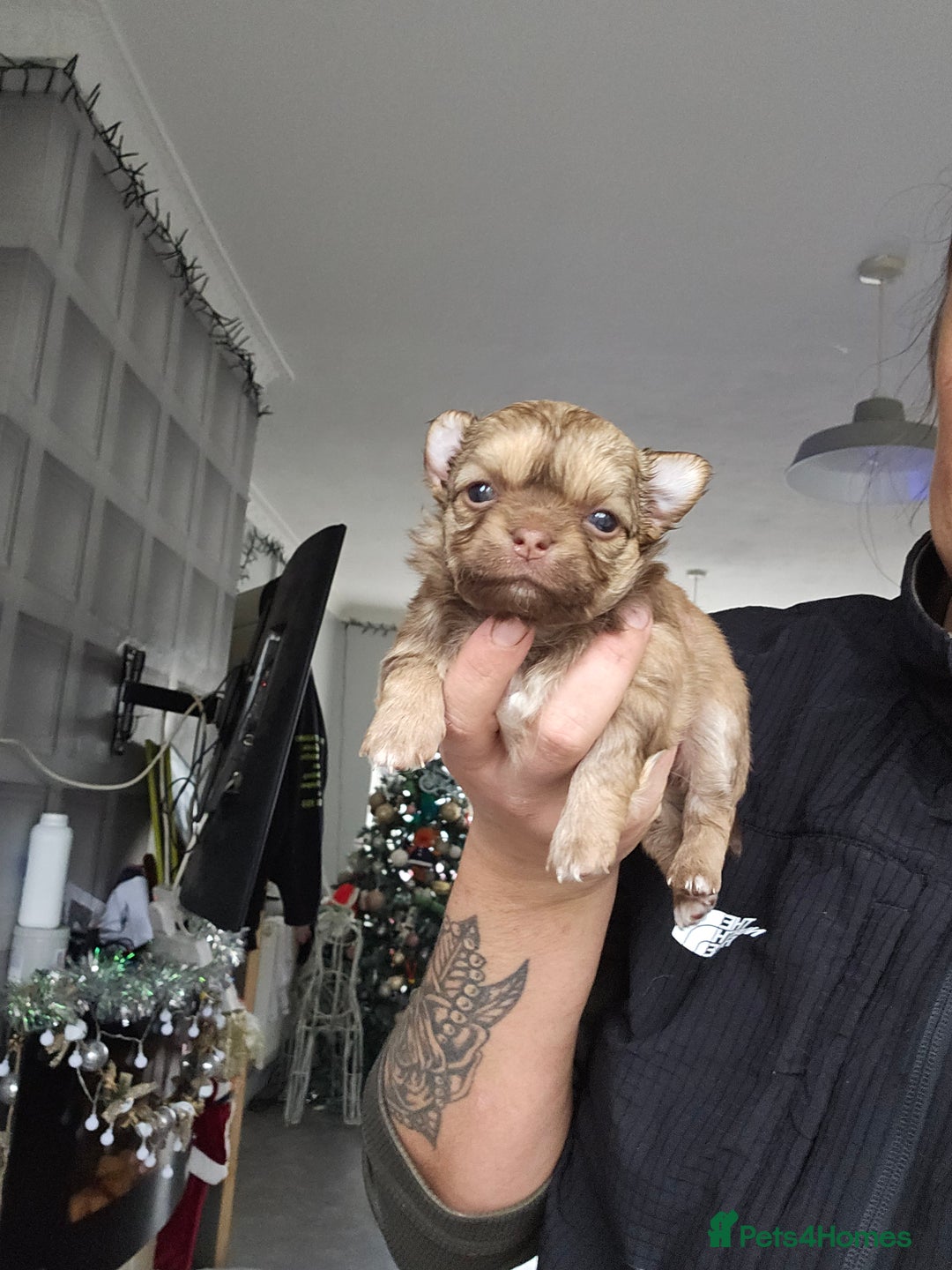 Chihuahua dogs for sale: 5x beautiful Chihuahua puppies  - Advert 2