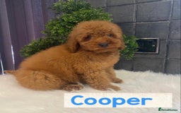 Miniature Poodle dogs for sale: Gorgeous Red Minature Poodles Puppies  - Image 17