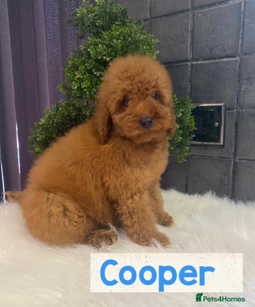 Miniature Poodle dogs for sale: Gorgeous Red Minature Poodles Puppies  - Image 17