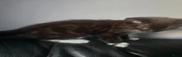 Bengal cats for sale: Bengal X adorable kittens  - Advert 4