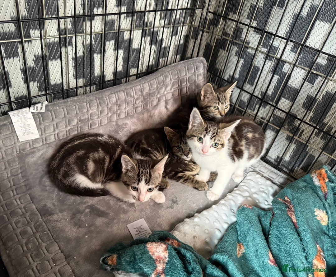 Brazilian Shorthair cats for sale: 3 Female Kittens left! Blue left! Purple, Yellow  - Image 2