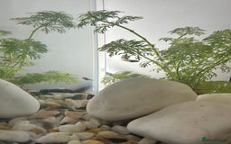 Platies fish for sale: 4 baby Platy fish for sale - Image 1