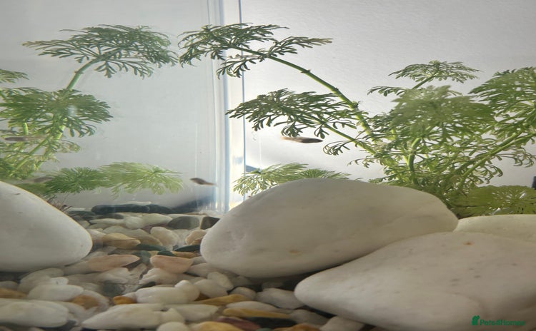 Platies fish - Advert 1