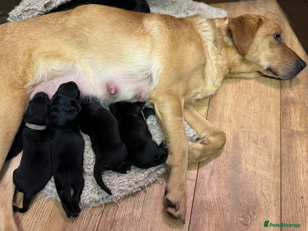 Labrador Retriever dogs for sale: Labrador x huntaway puppies ⭐️only 1 girl left⭐️ - Advert 16