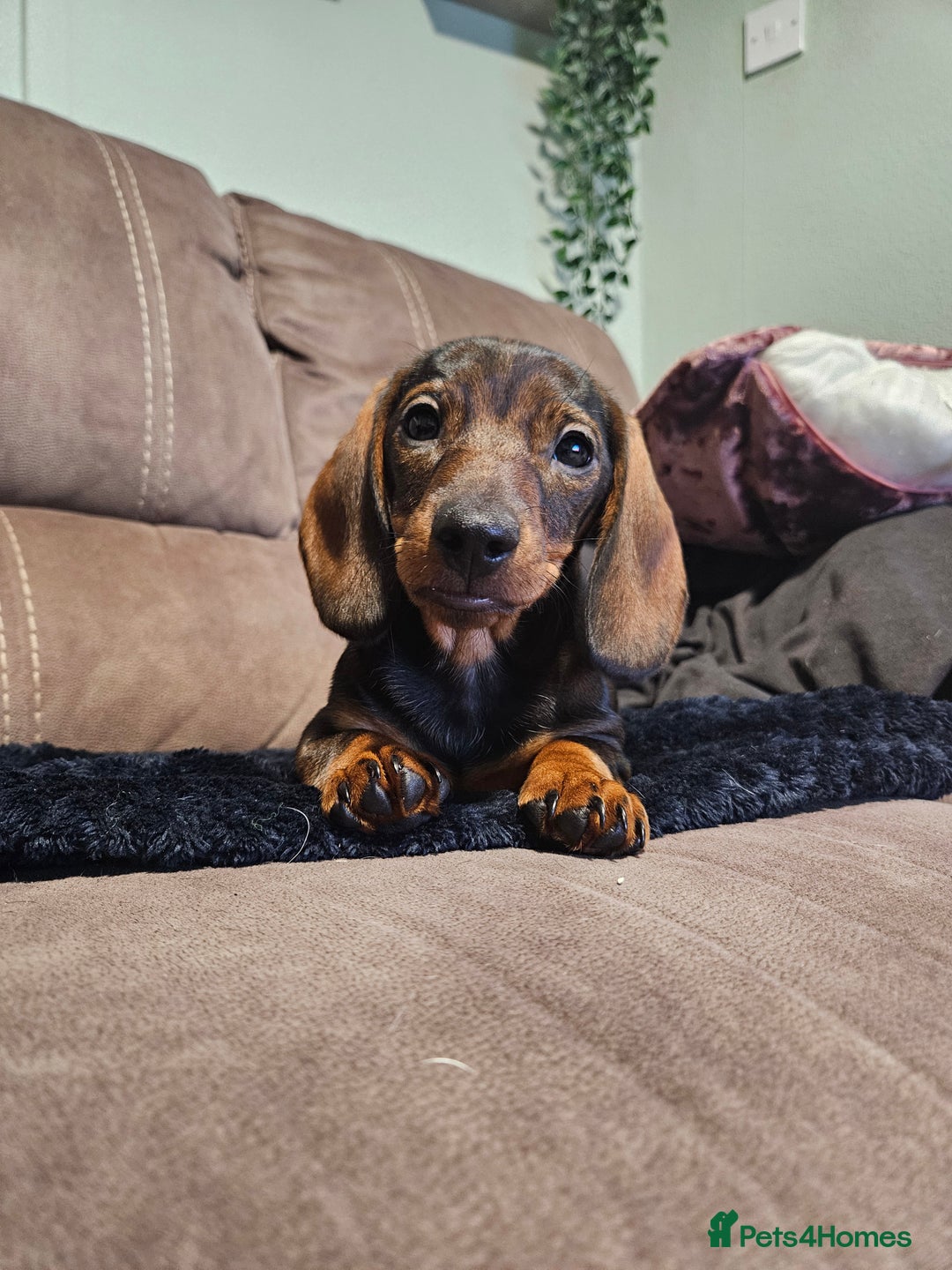 Dachshund dogs for sale: Girl pup for sale - last of her litter!  - Advert 2
