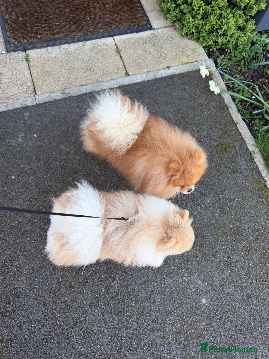 Pomeranian dogs for sale: Rare Tiny Teddy Bear Face Pomeranian pups |KC Reg - Advert 18