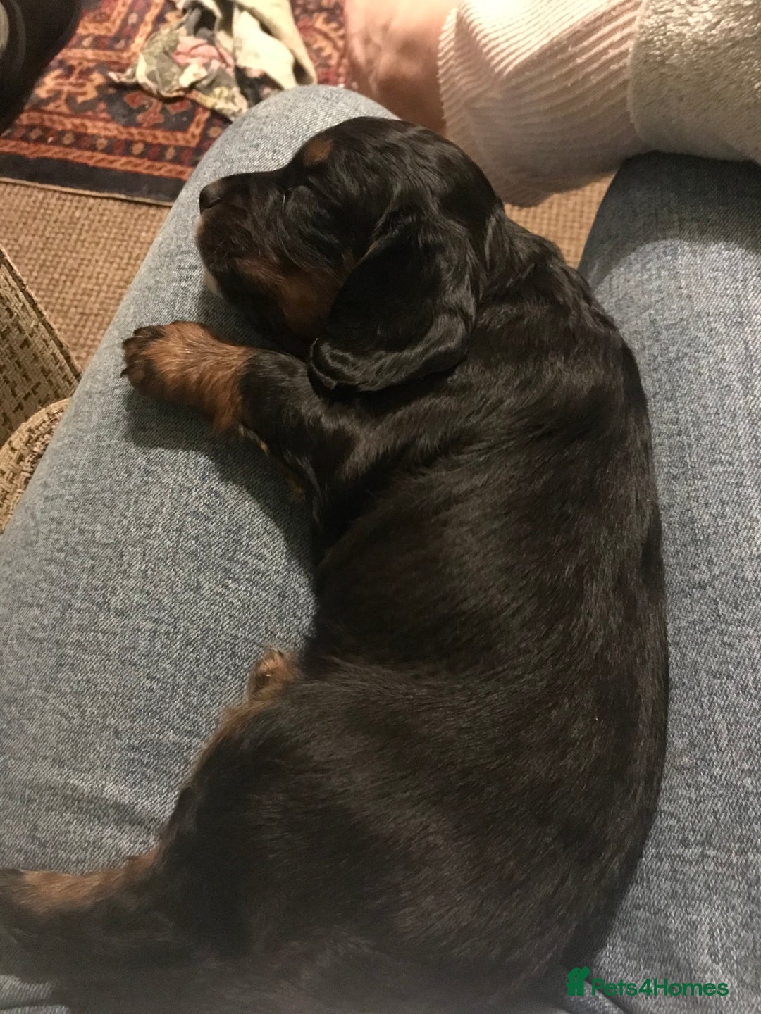 Cocker Spaniel dogs for sale: Beautiful Boy cocker spaniels for sale  - Advert 5