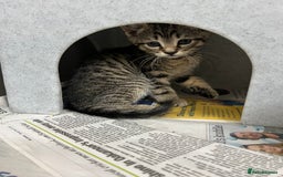 Domestic Shorthair cats for sale: Kittens for sale  - Image 6