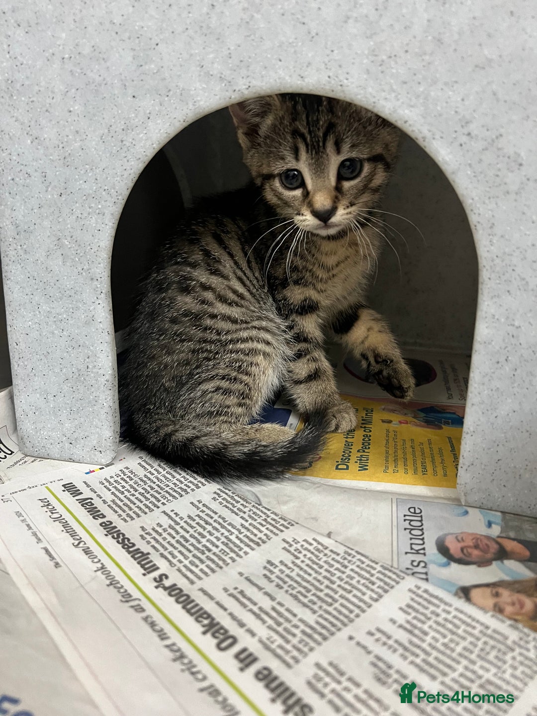 Domestic Shorthair cats for sale: Kittens for sale  - Image 6