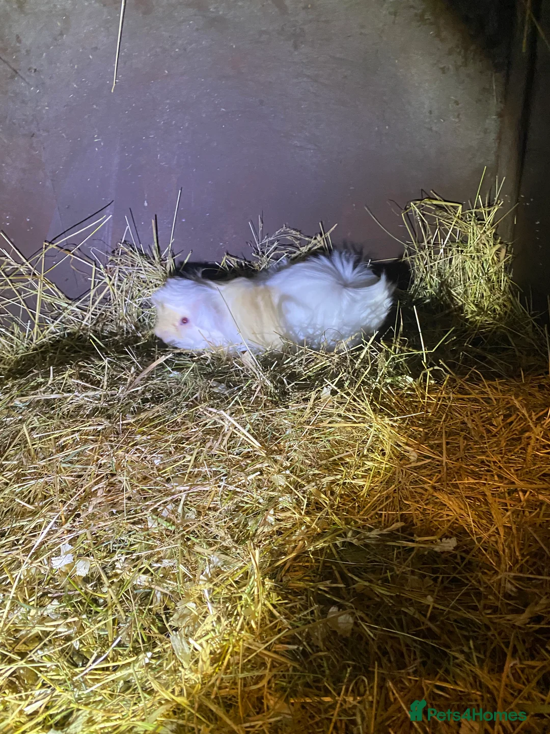 Guinea Pig rodents for sale: Peruvian Guinea pigs  - Advert 15