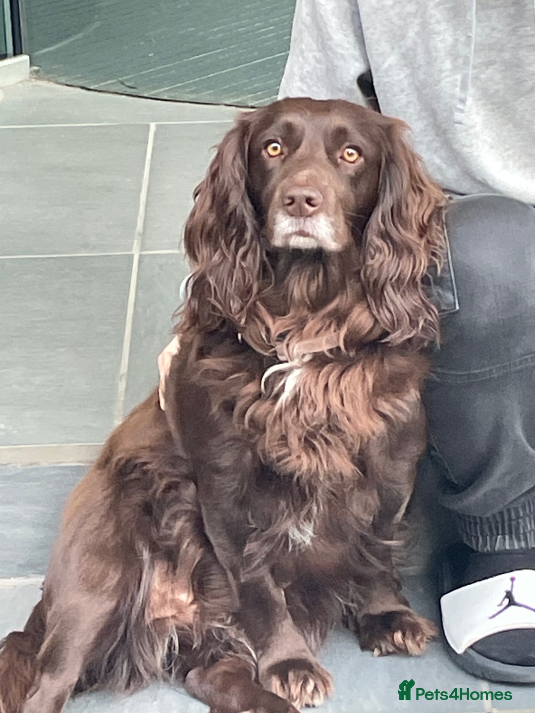 Cocker Spaniel dogs for sale: One girl left - Advert 1