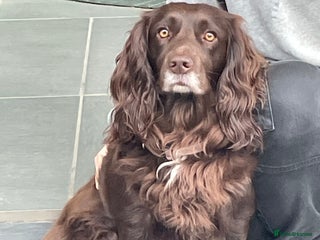 Cocker Spaniel dogs One girl left - Advert 1