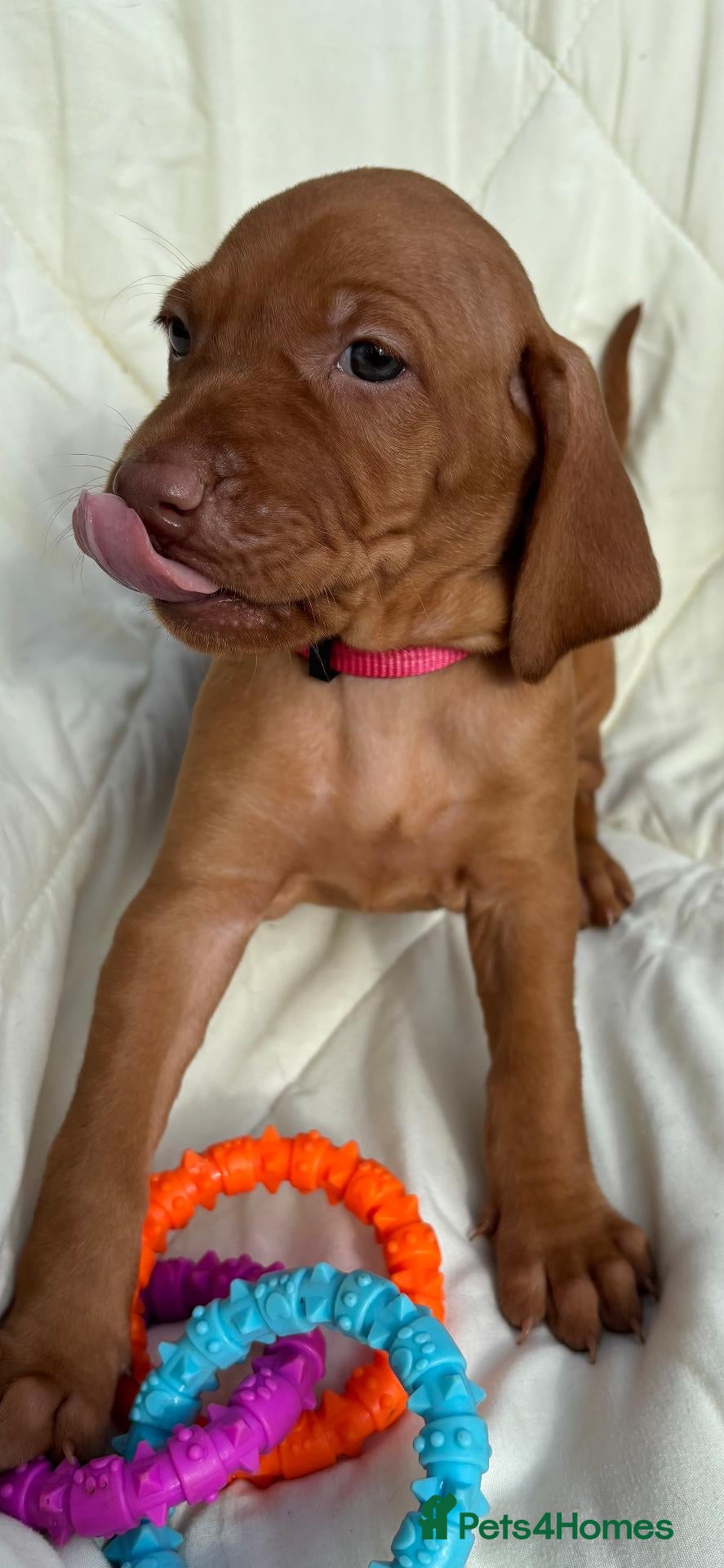 Hungarian Vizsla dogs 8 Five week old KC Reg Vizsla Puppies for sale - Advert 1