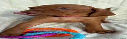 Hungarian Vizsla dogs for sale: 8 Five week old KC Reg Vizsla Puppies for sale - Advert 4