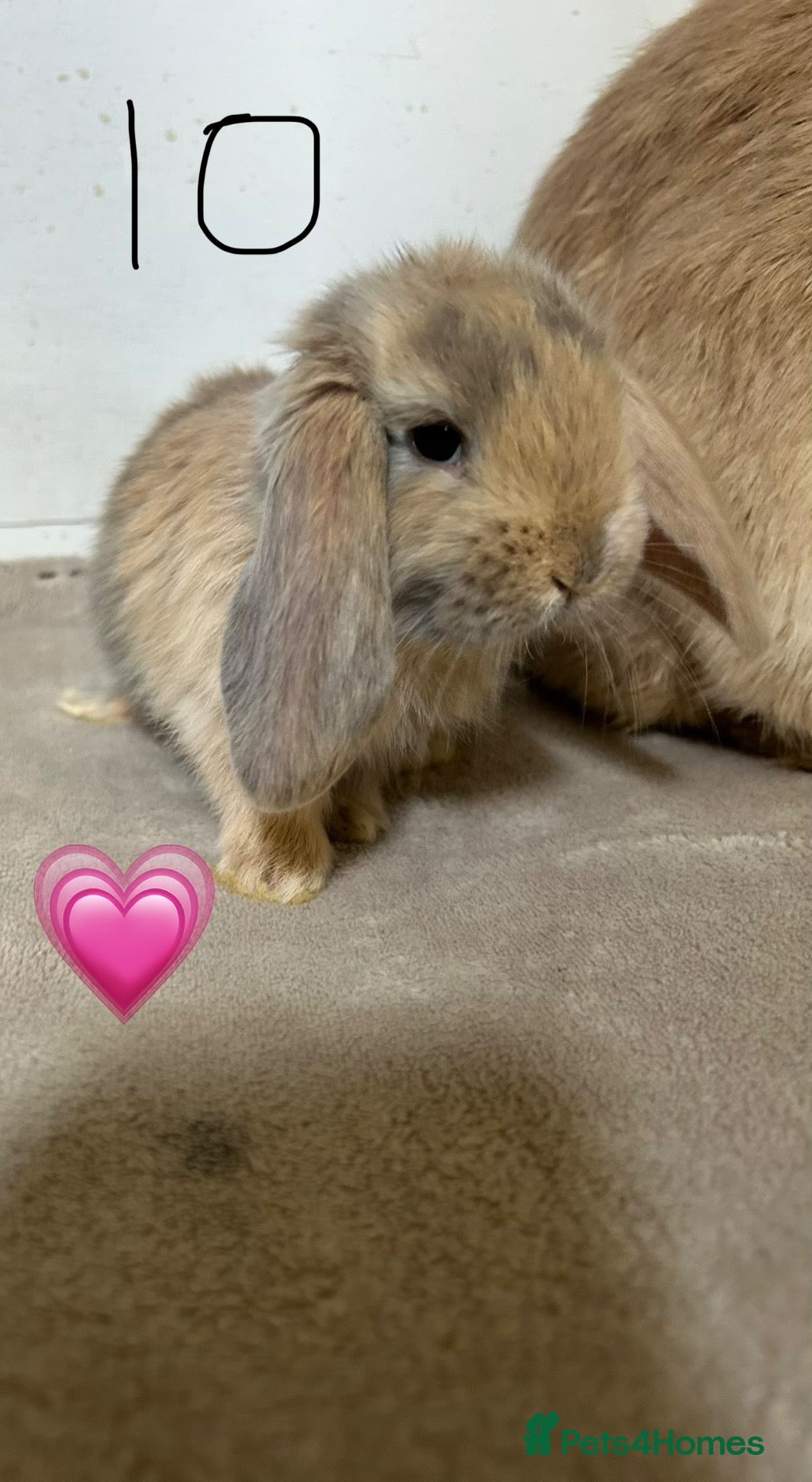 French Lop rabbits Pure Bred French Lops - ready to reserve.  - Advert 8