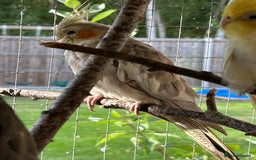 Cockatiels birds for sale: Cockatiels for sale (mixed) - Image 12