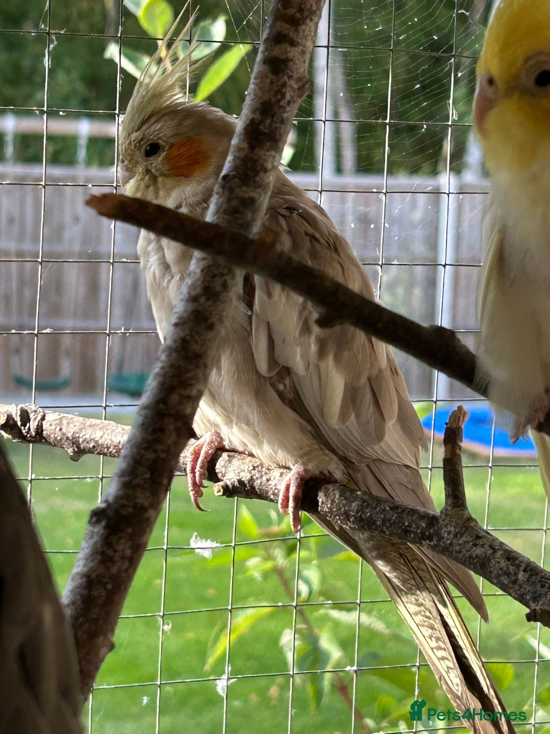 Cockatiels birds for sale: Cockatiels for sale (mixed) - Image 12