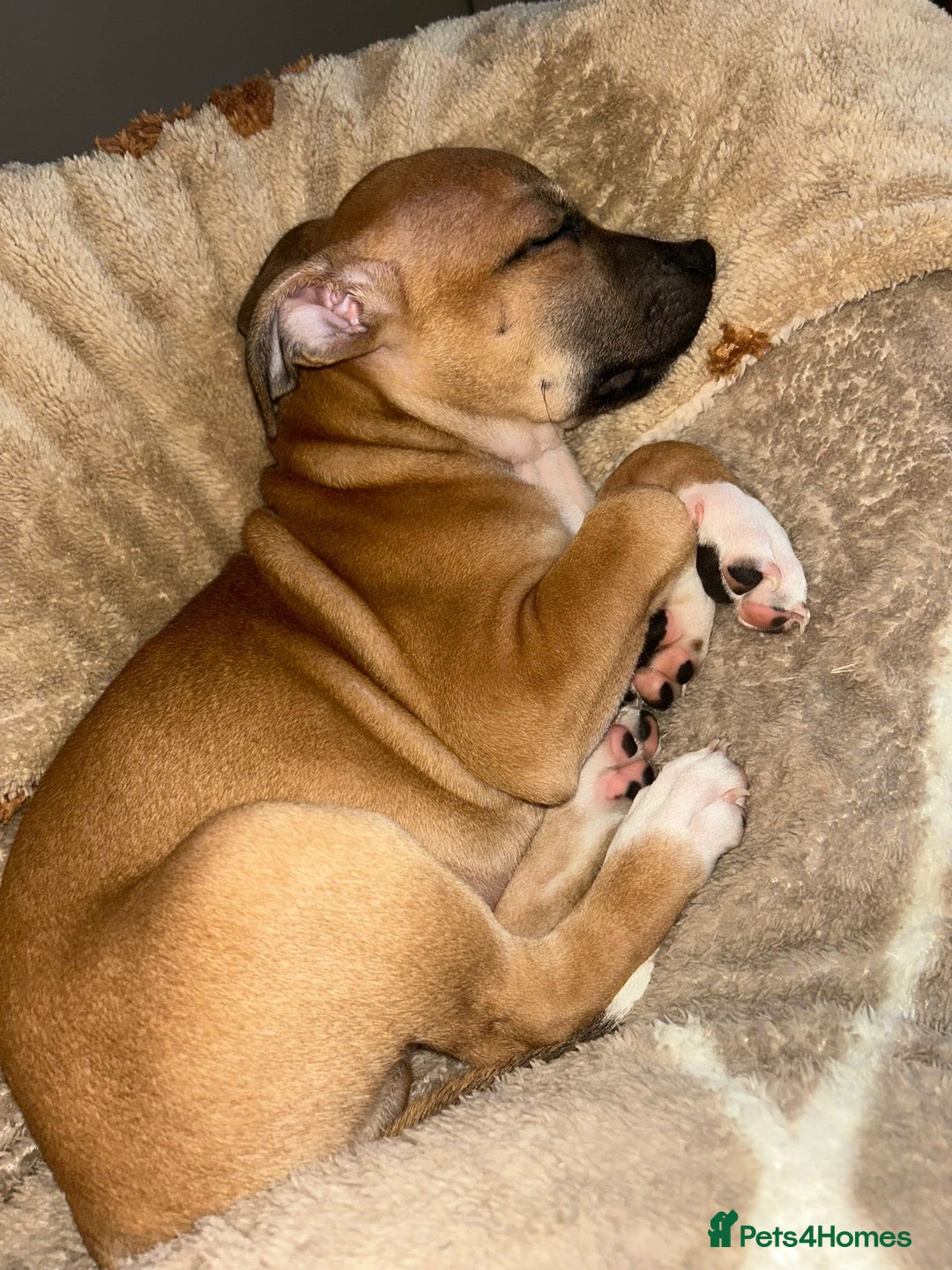 Staffordshire Bull Terrier dogs for sale: KC Registered Staffordshire bull terrier Puppy - Advert 2