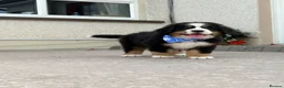 Bernese Mountain Dog dogs for sale: Kc Bernese mountain pups  - Advert 12