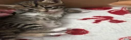 Mixed Breed cats for sale: 3 Adorable Kittens - Advert 19