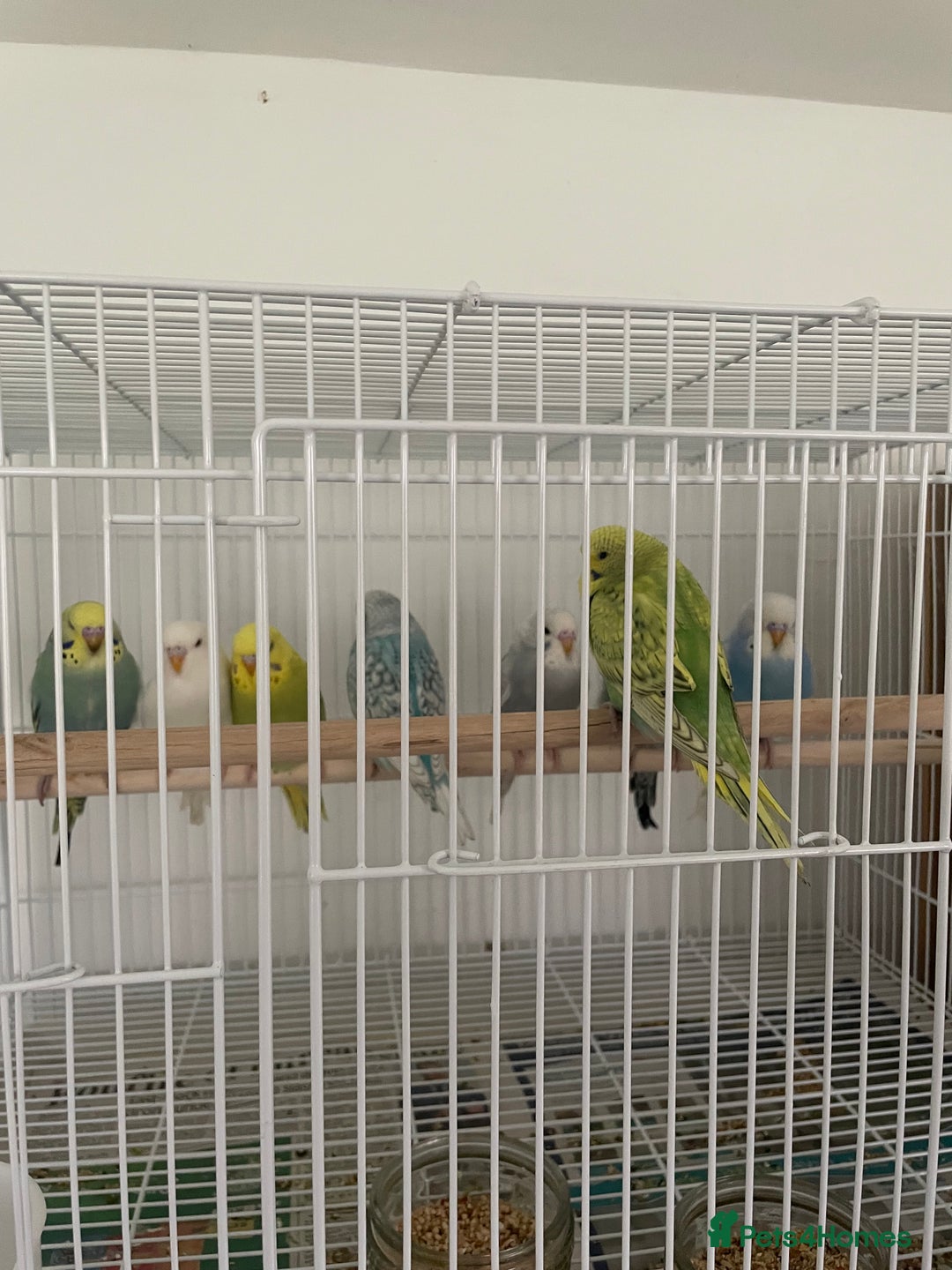 Budgerigars birds for sale: Budgies  - Advert 4