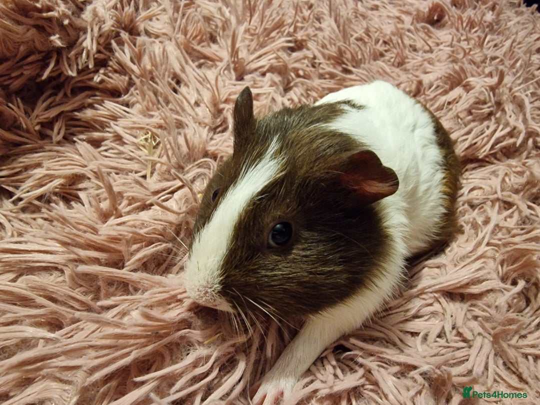 Guinea Pig rodents for sale: 5 beautiful gineapigs 4 boys 1 girl available now - Advert 15