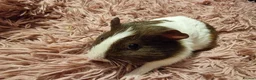 Guinea Pig rodents for sale:  beautiful gineapigs 4 boys available  - Advert 15