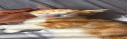Mixed Breed cats for sale: Beautiful ginger kitten looking for a forever home - Advert 8