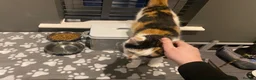 Mixed Breed cats for sale: Beautiful 10yr Old Cat Looking for a Loving Home  - Advert 2