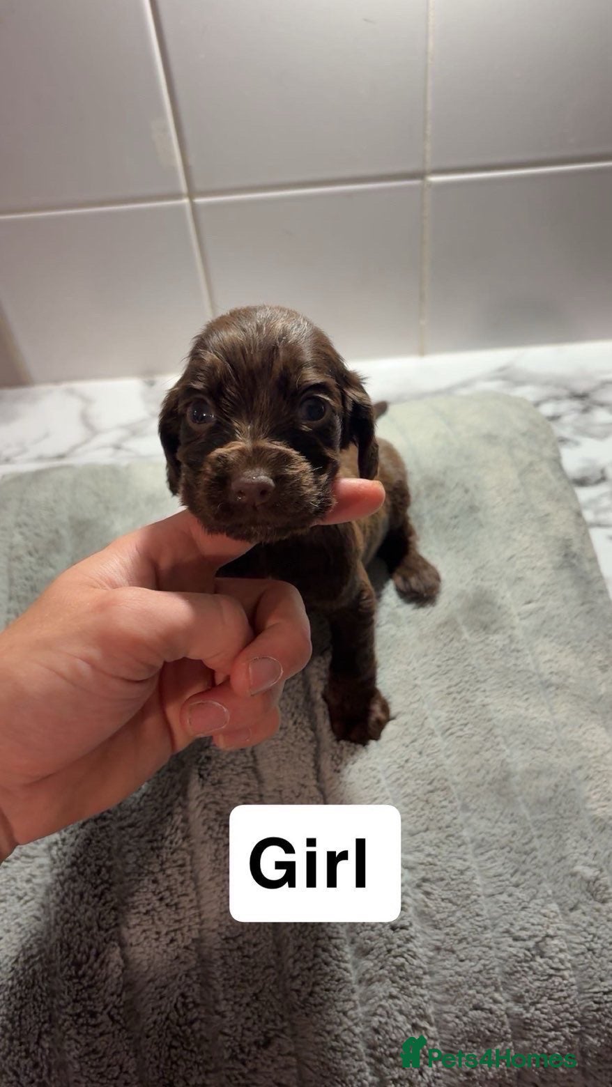 Sprocker dogs 7 Beautiful Sprockers 🐾  - Advert 1