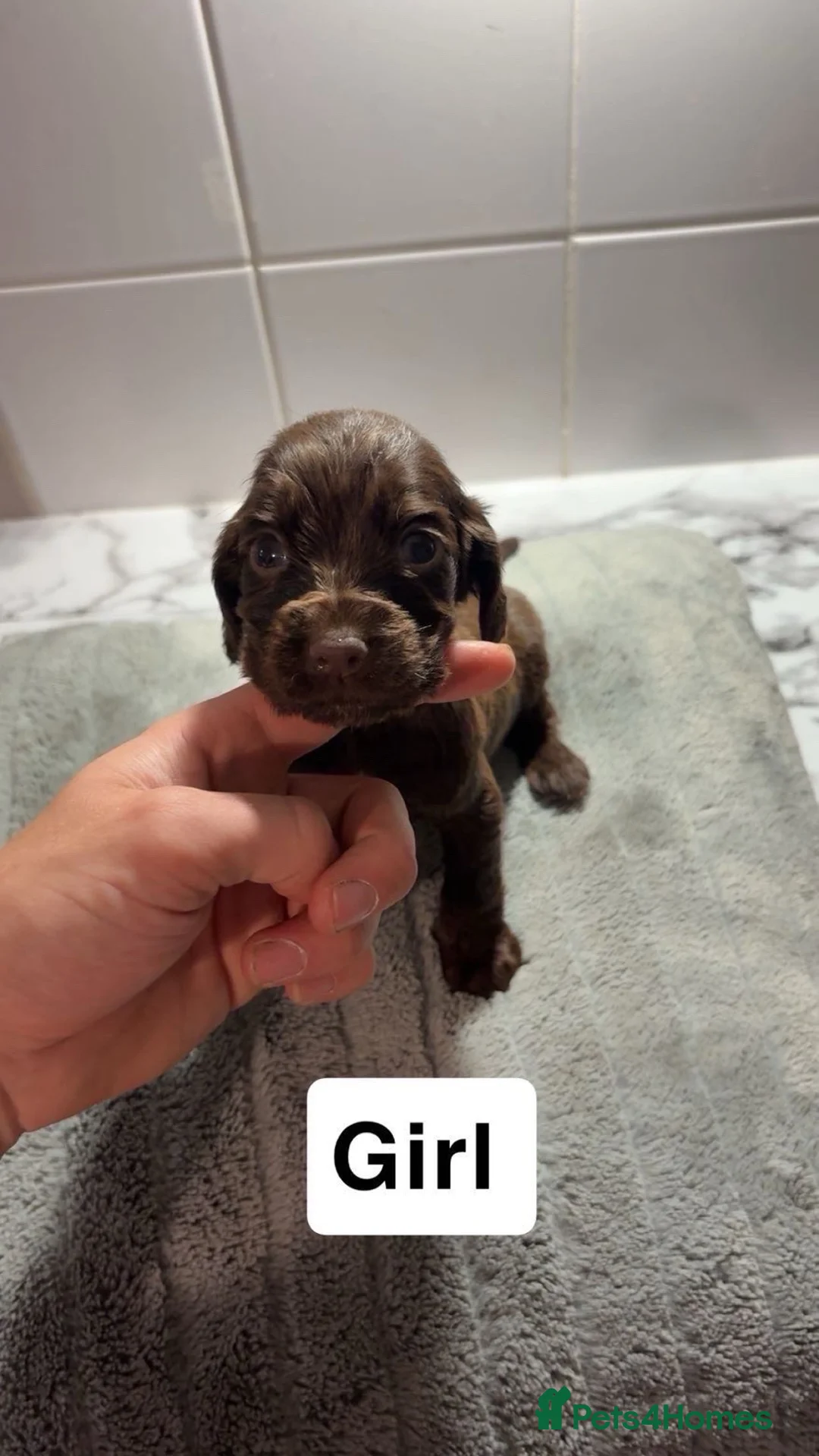 Sprocker dogs for sale: 7 Beautiful Sprockers 🐾  - Advert 1