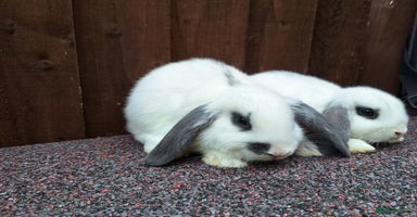 Mini Lop rabbits - Advert 6