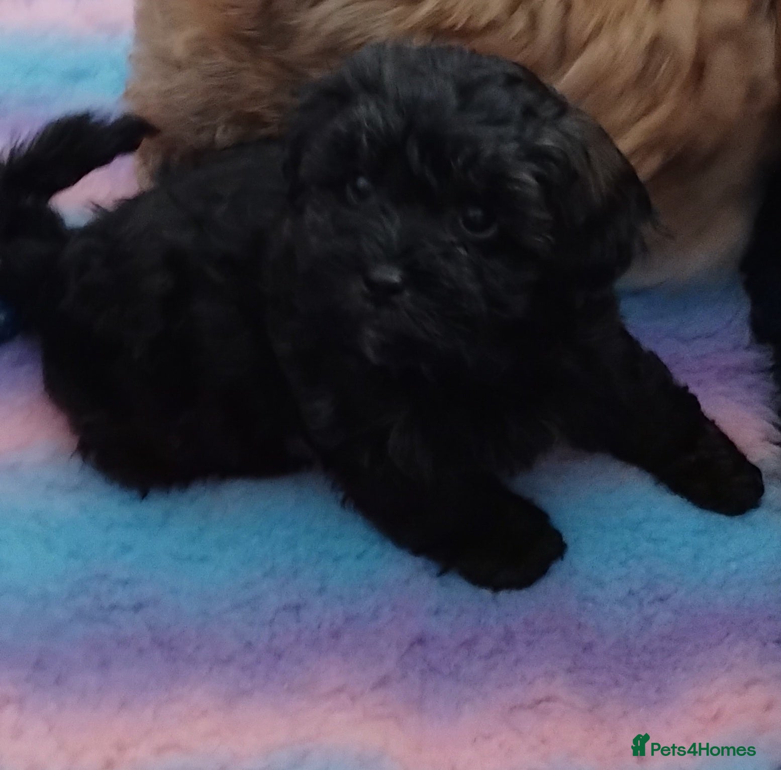 Shihpoo dogs Beautiful shihpoo puppys  - Advert 15