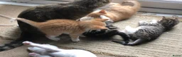 Mixed Breed cats for sale: Beautiful kittens looking for loving homes - Advert 9