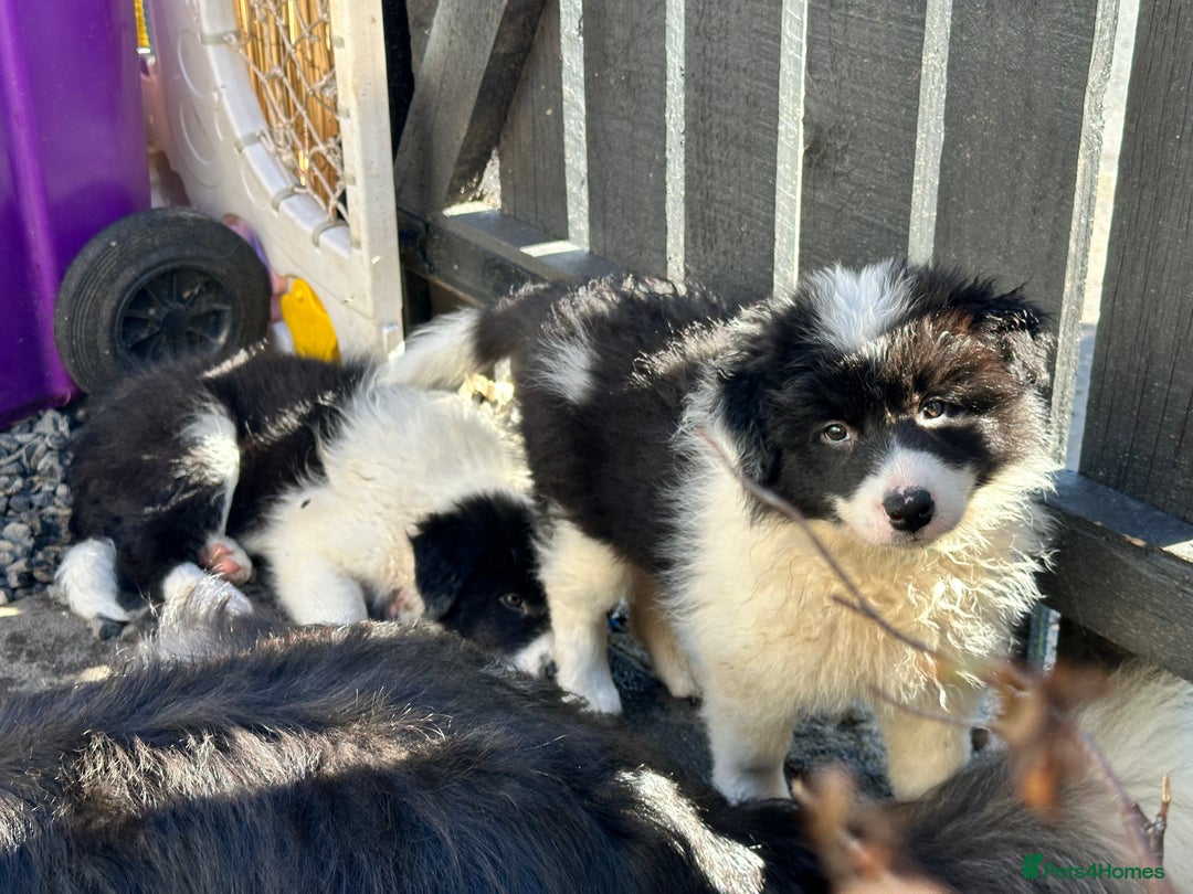 Border Collie dogs for sale: Dylan /Dill - ONLY 4 LEFT International Champion blood line - Image 10