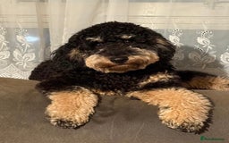 Cockapoo dogs for stud: **Proven** Cockapoo X Cavapoochon Stud - Image 37