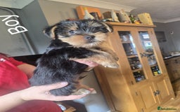 Yorkshire Terrier dogs for sale: Yorkshire terrier My Dog Luna have 4 puppies  - Image 3