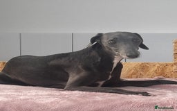 Whippet dogs for sale: 4 bedlington whippet cross whippet puppies  - Image 5