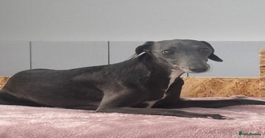 Whippet dogs - Advert 6