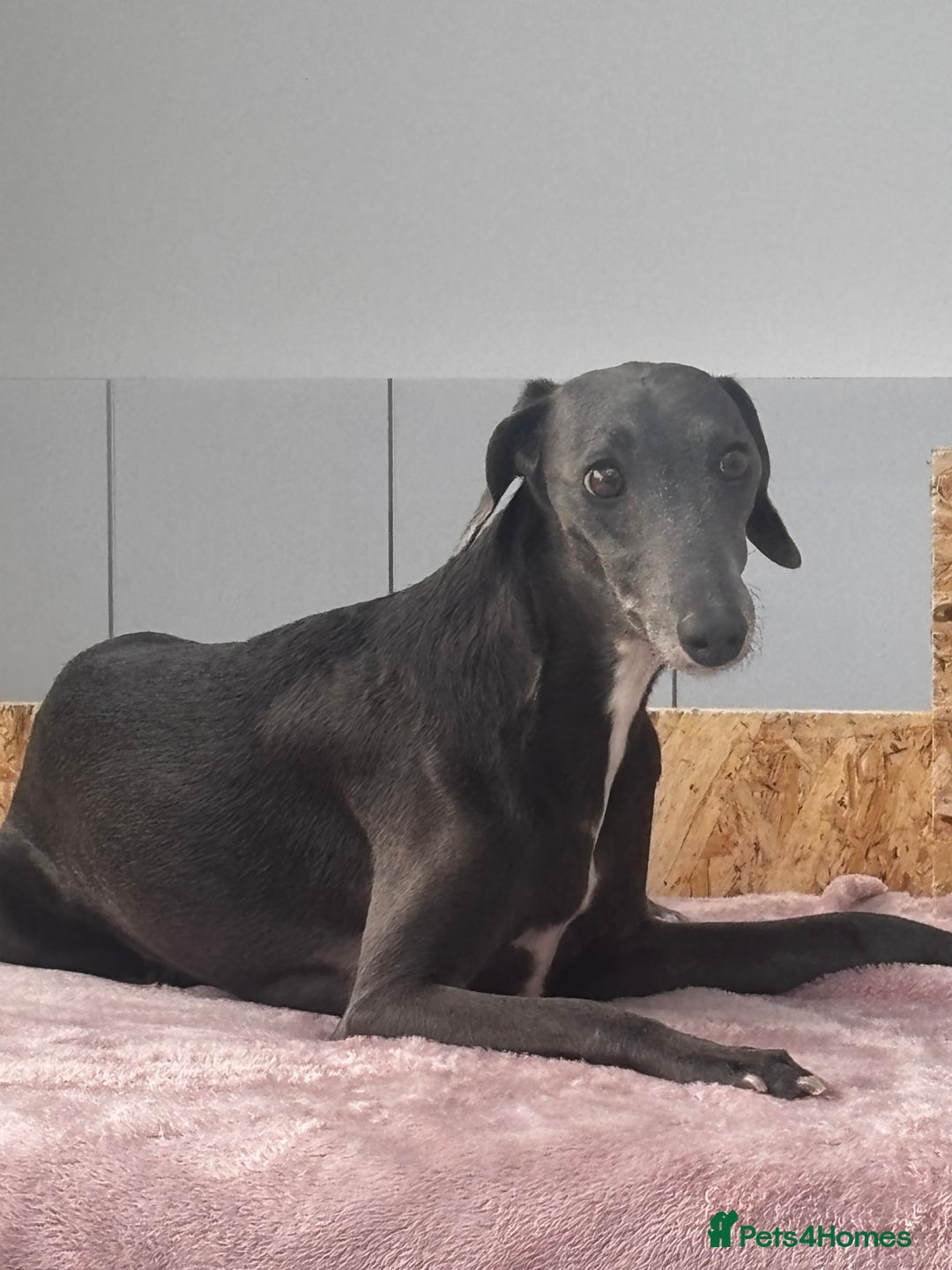 Whippet dogs for sale: 4 bedlington whippet cross whippet puppies  - Image 5