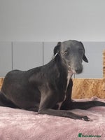 Whippet dogs - Advert 6