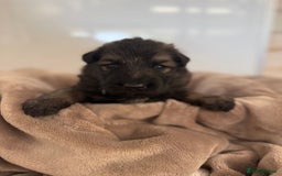German Shepherd dogs for sale: Beautiful German Shepherd  Puppies For Sale  - Image 5