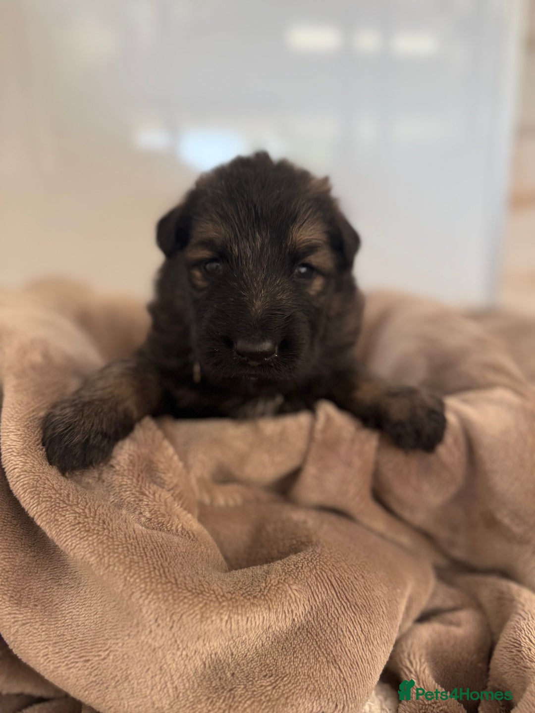 German Shepherd dogs for sale: Beautiful German Shepherd  Puppies For Sale  - Image 5