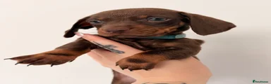 Miniature Dachshund 6