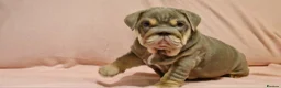 English Bulldog dogs for sale: Quality puppies available  in Bradford - Advert 6